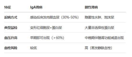 IgA肾病 vs 膜性肾病：同样是蛋白尿，治疗为何截然不同？
