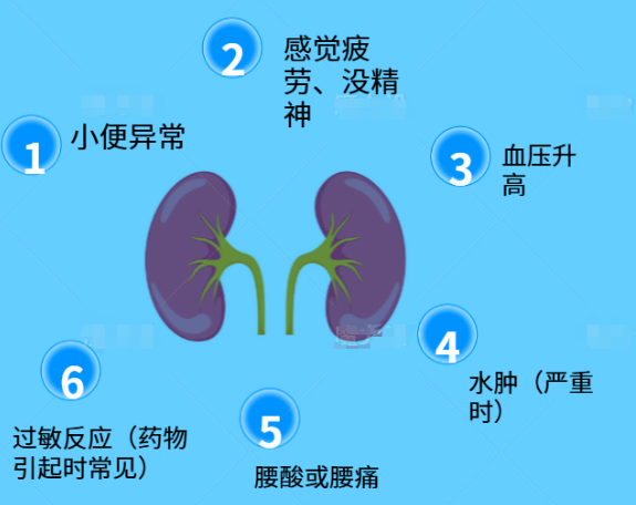 间质性肾炎：肾脏里的“无名英雄”